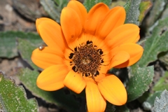 Arctotis bellidifolia