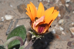 Arctotis bellidifolia