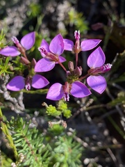 Polygala recognita