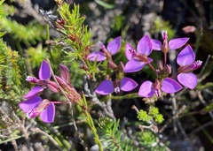 Polygala recognita