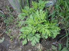 Artemisia