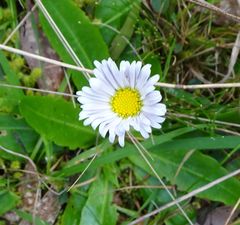 Brachyscome decipiens