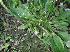 Androsace filiformis