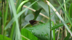 Euphyes dukesi calhouni