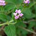 Small Lantana - Photo (c) Kate Braun, some rights reserved (CC BY-NC), uploaded by Kate Braun