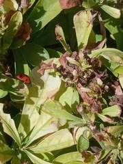 Coccinella algerica