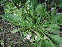 Androsace filiformis