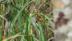 Euphyes dukesi calhouni