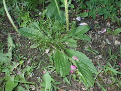 Androsace filiformis