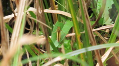 Euphyes dukesi calhouni