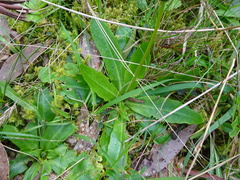 Brachyscome decipiens