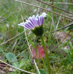 Brachyscome decipiens