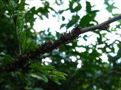 Crematogaster castanea