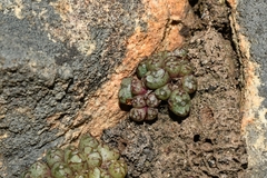 Conophytum luckhoffii