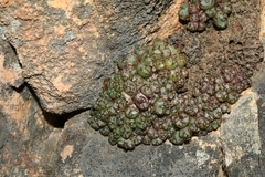 Conophytum luckhoffii
