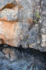 Conophytum luckhoffii