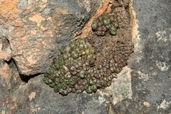 Conophytum luckhoffii