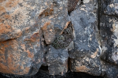 Conophytum luckhoffii
