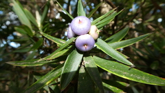 Cyathodes platystoma