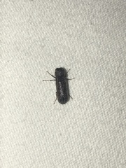 Amphicerus bicaudatus