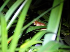 Rhacophorus lateralis