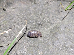 Armadillidium vulgare
