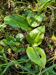 Liparis liliifolia