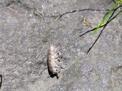 Armadillidium vulgare