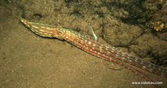 Callistoctopus