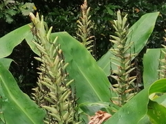Hedychium gardnerianum