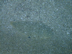 Synapturichthys kleinii