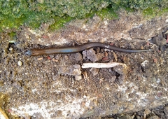 Calyptotis scutirostrum