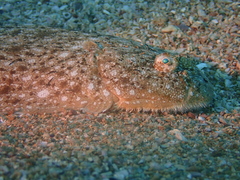 Synapturichthys kleinii