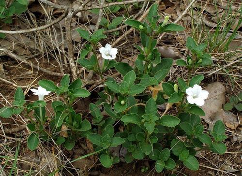 Ruellia patula image