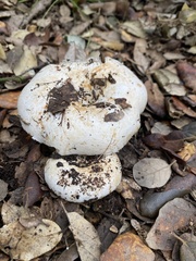 Russula pallidospora
