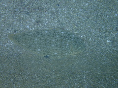Synapturichthys kleinii
