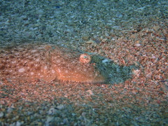 Synapturichthys kleinii