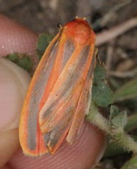 Hypoprepia miniata
