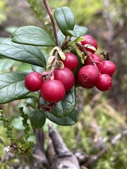 Vaccinium vitis-idaea