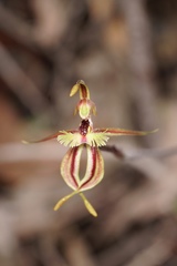 Caladenia plicata