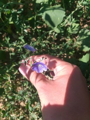 Linum perenne