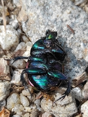 Trypocopris pyrenaeus