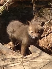 Vulpes vulpes vulpes