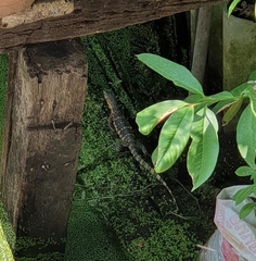 Varanus salvator macromaculatus