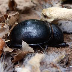 Ocnodes