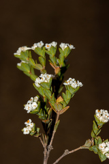 Pimelea flava dichotoma