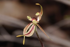 Caladenia plicata