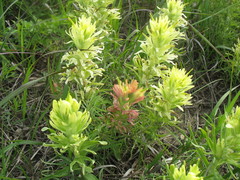 Castilleja citrina