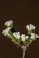 Pimelea flava dichotoma