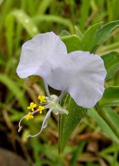 Commelina modesta